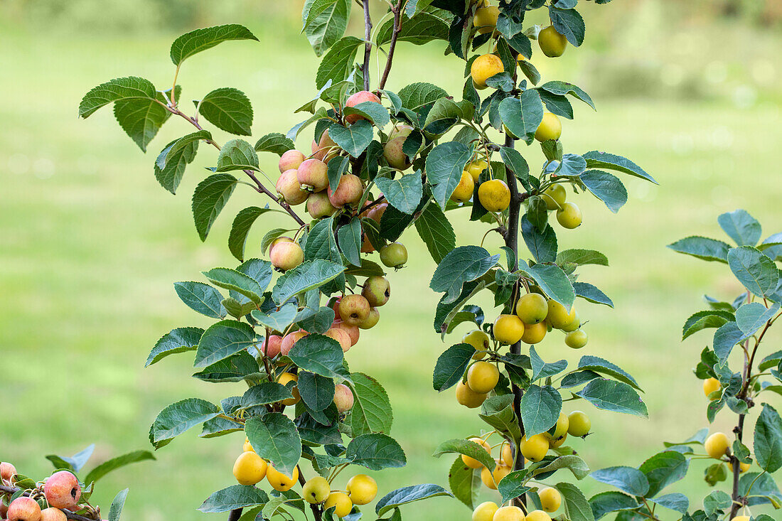 Malus 'Evereste' u. 'Golden Hornet'