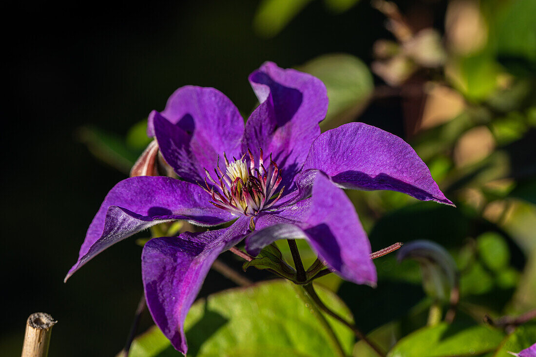 Clematis 'The President'®