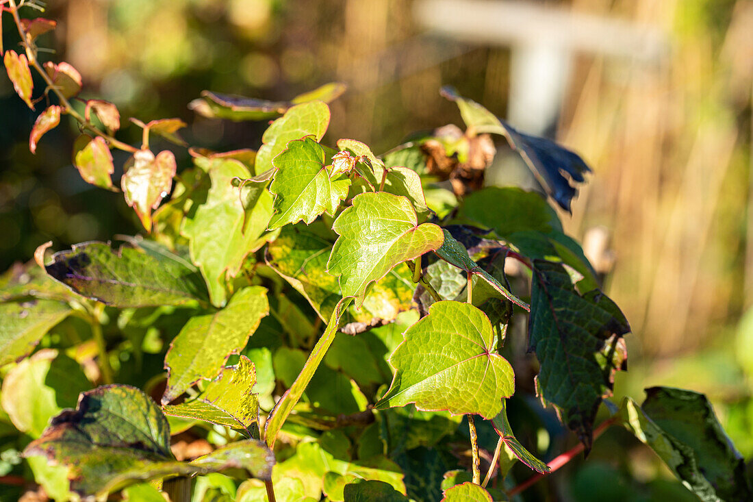 Parthenocissus tricuspidata 'Veitchii'