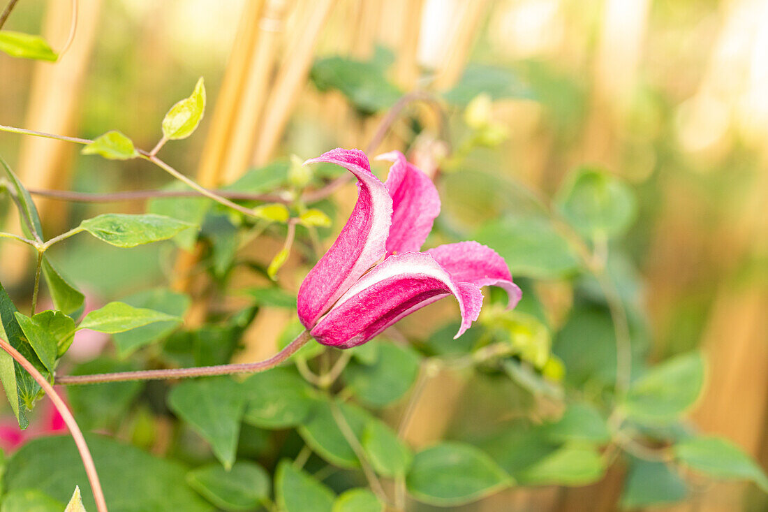 Clematis texensis 'Princess Diana'