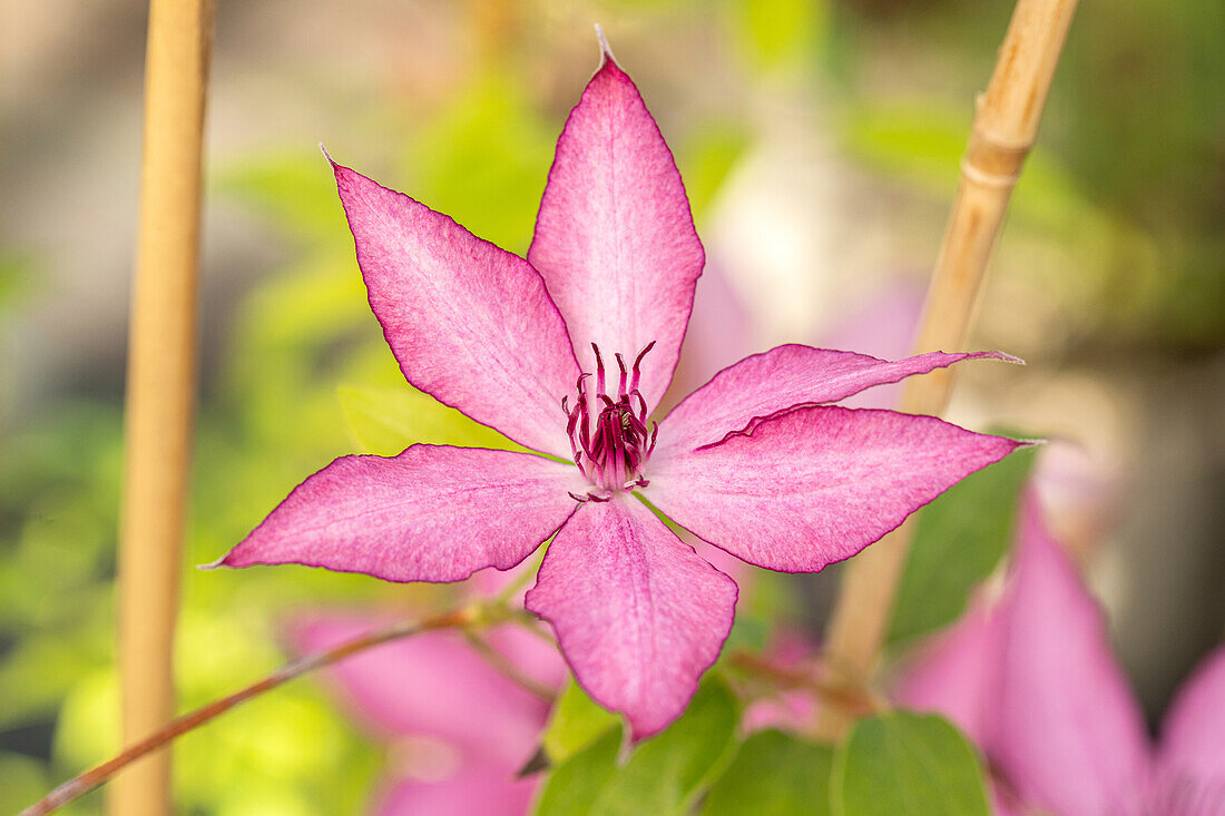 Clematis Garland® Giselle