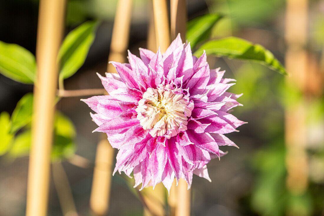 Clematis 'Josephine'