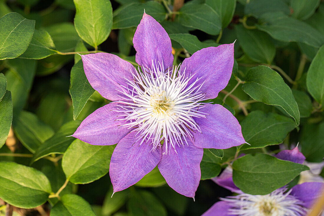 Clematis Crystal Fountain