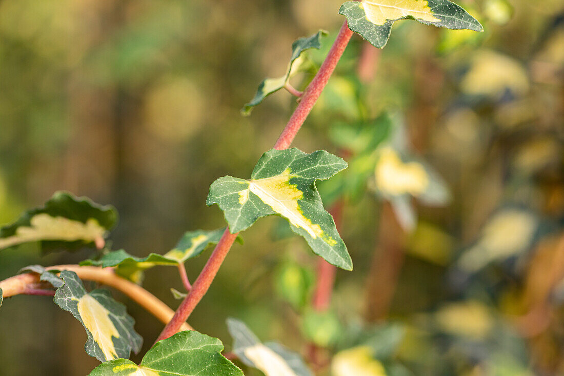 Hedera helix 'Goldheart'