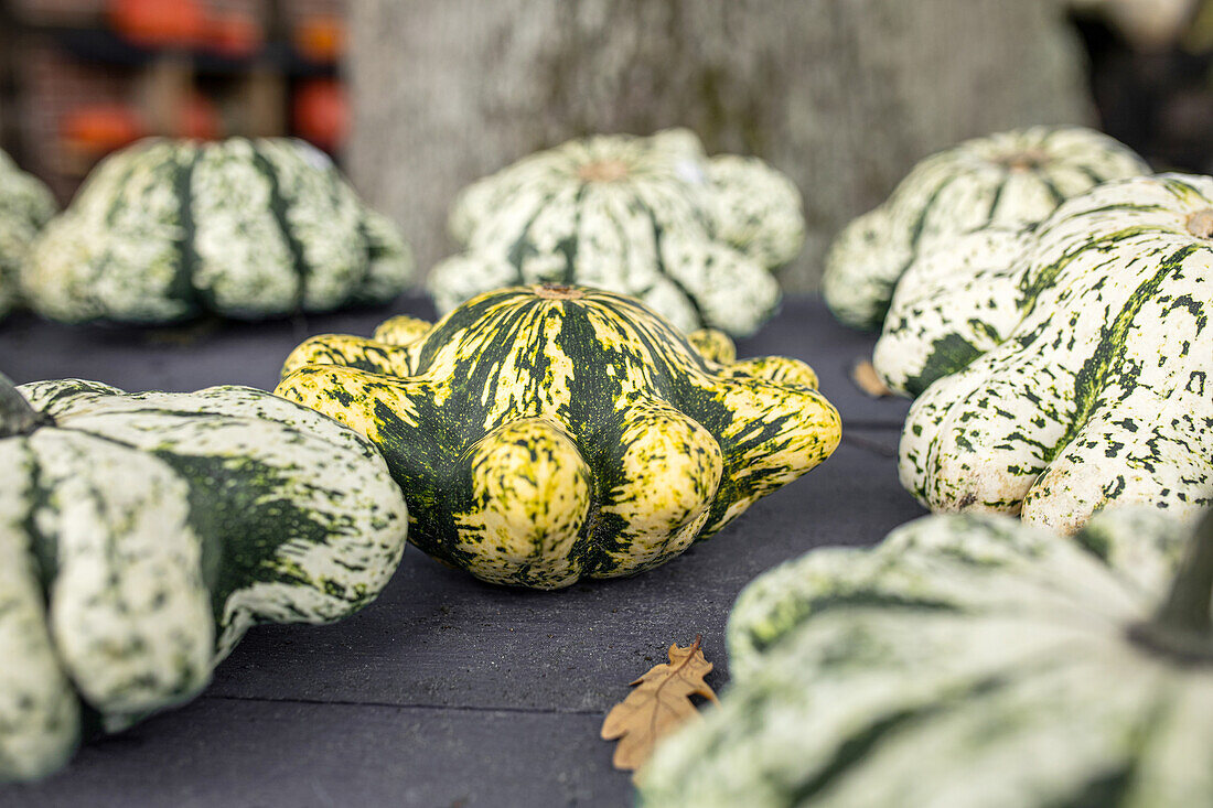 Cucurbita pepo subsp. pepo convar. microcarpina 'Crown gourd'.