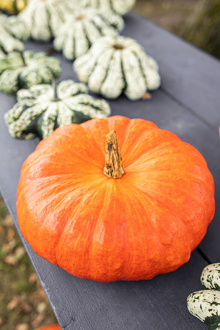 Ambient pumpkins