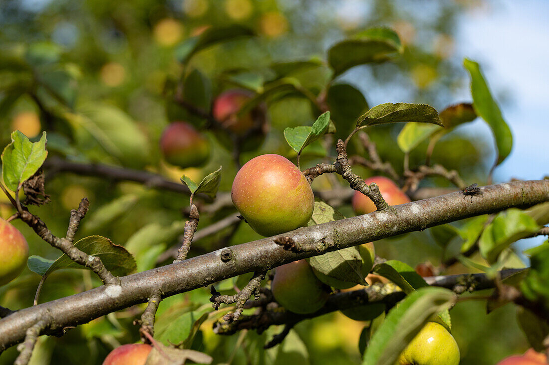 Malus 'Green Winter Stettiner