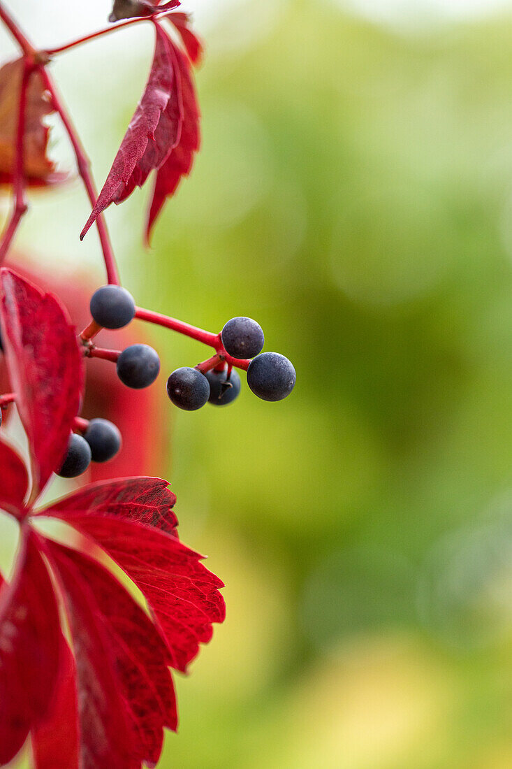 Parthenocissus quinquefolia 