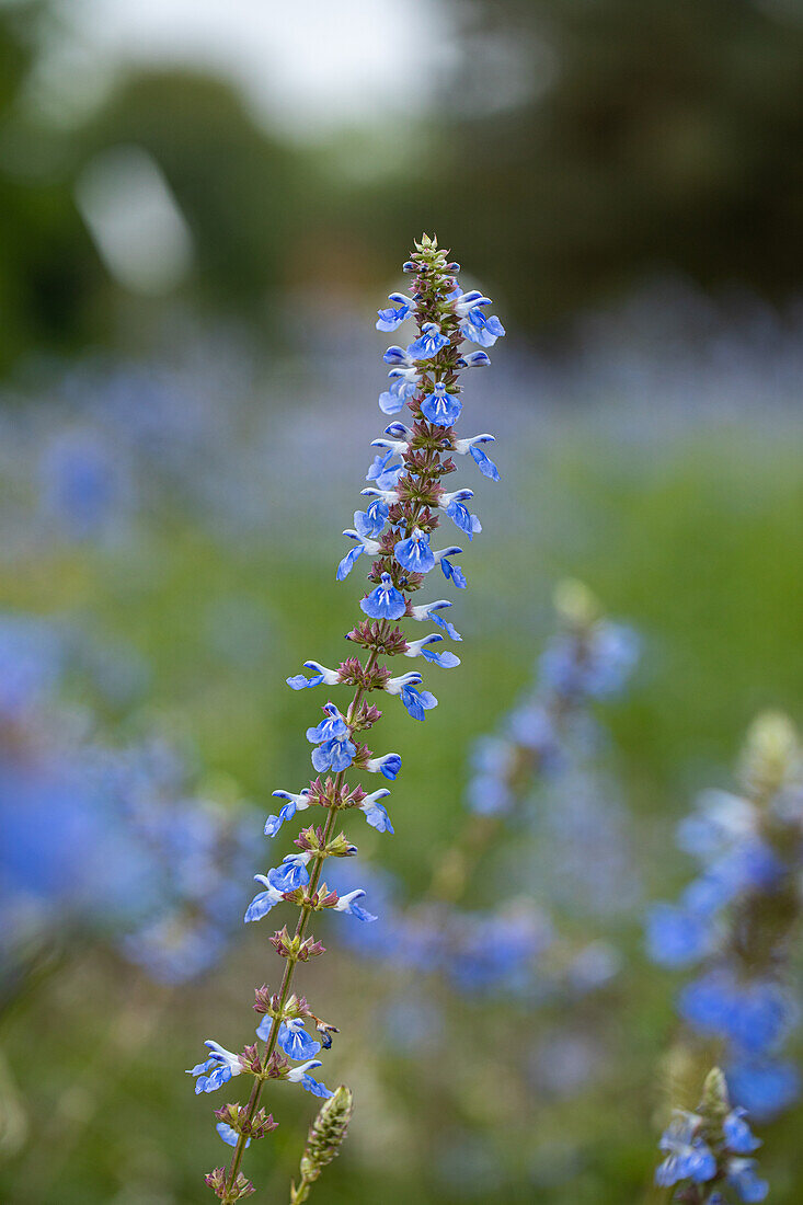 Salvia uliginosa