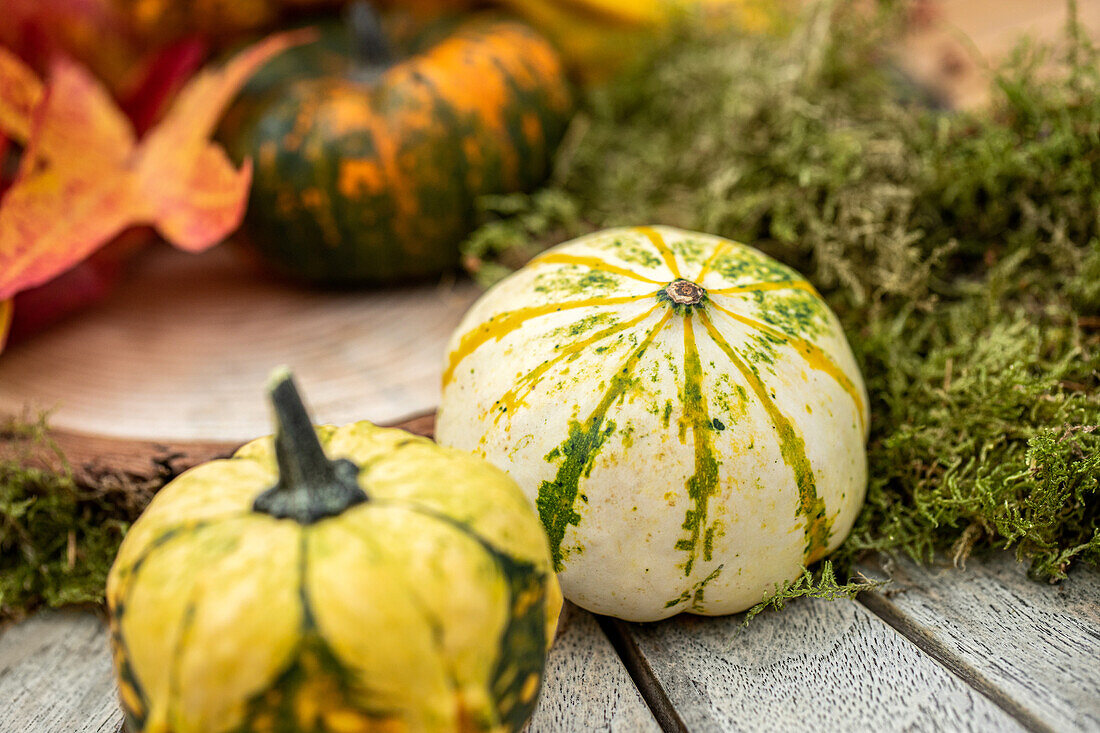 Autumn ambience - pumpkins