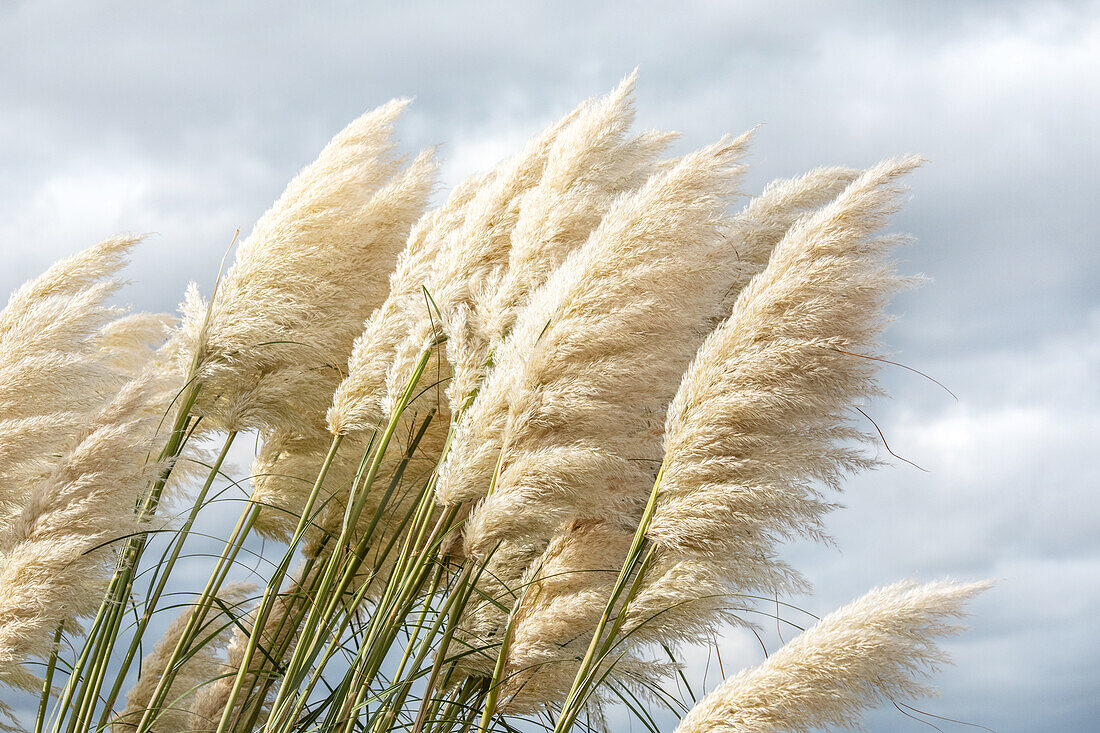 Cortaderia selloana