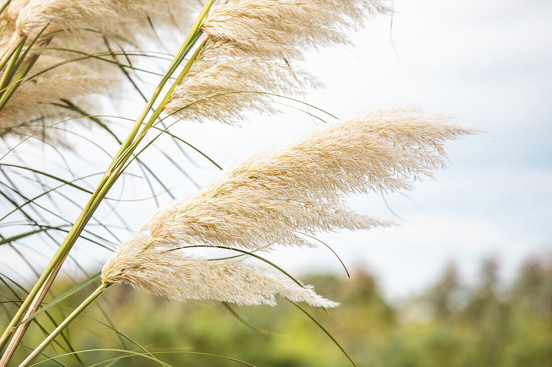 Cortaderia selloana