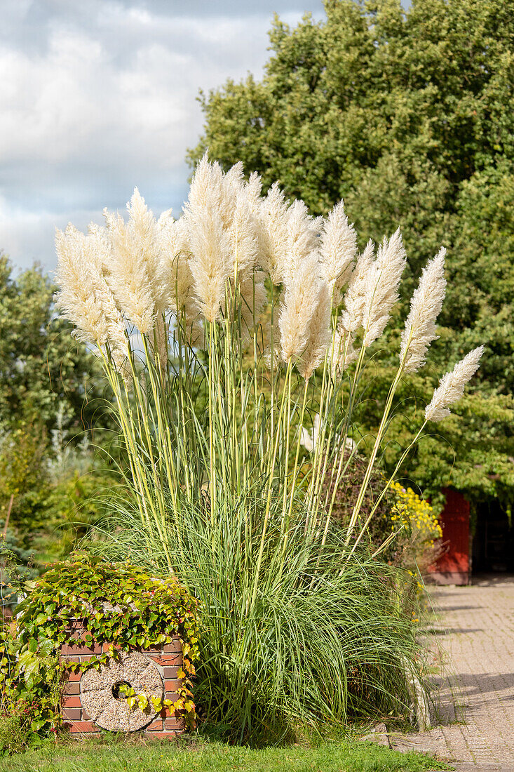 Cortaderia selloana