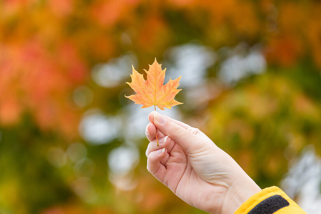 Acer platanoides