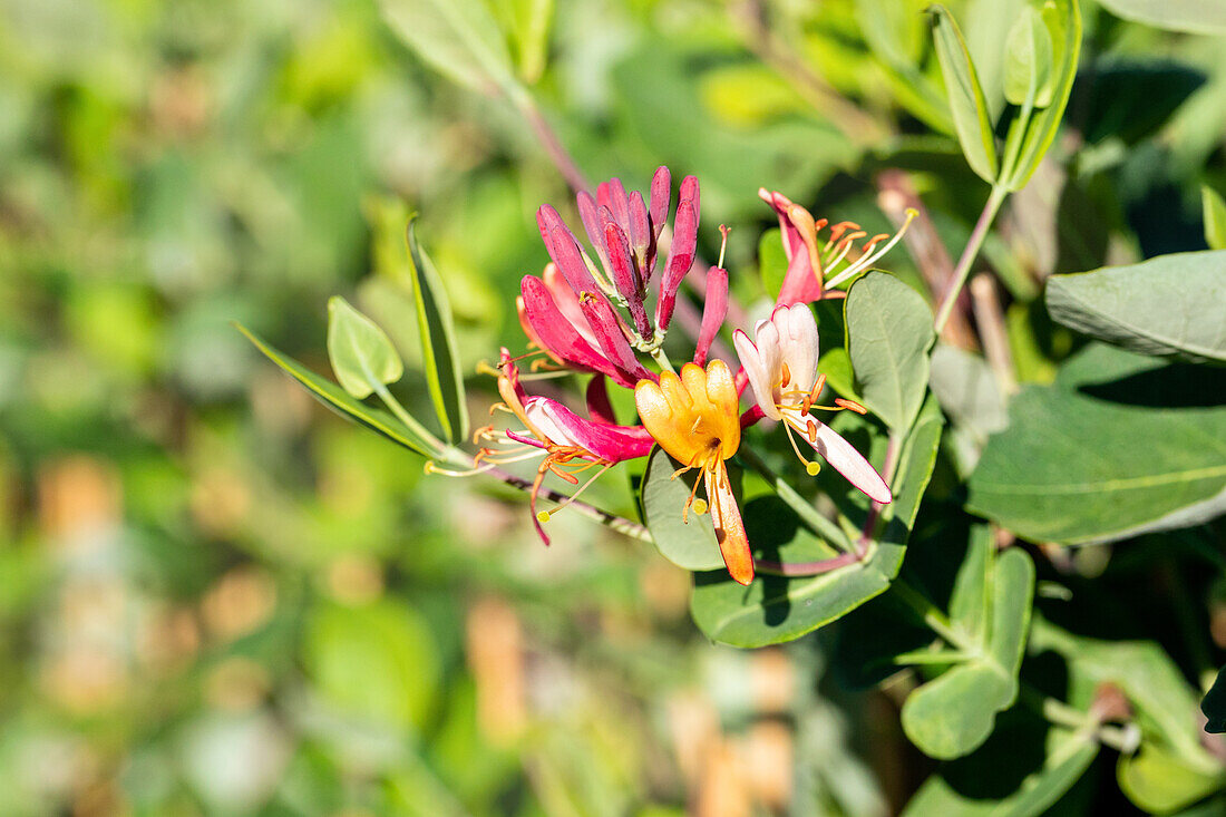 Lonicera x brownii 'Dropmore Scarlet'