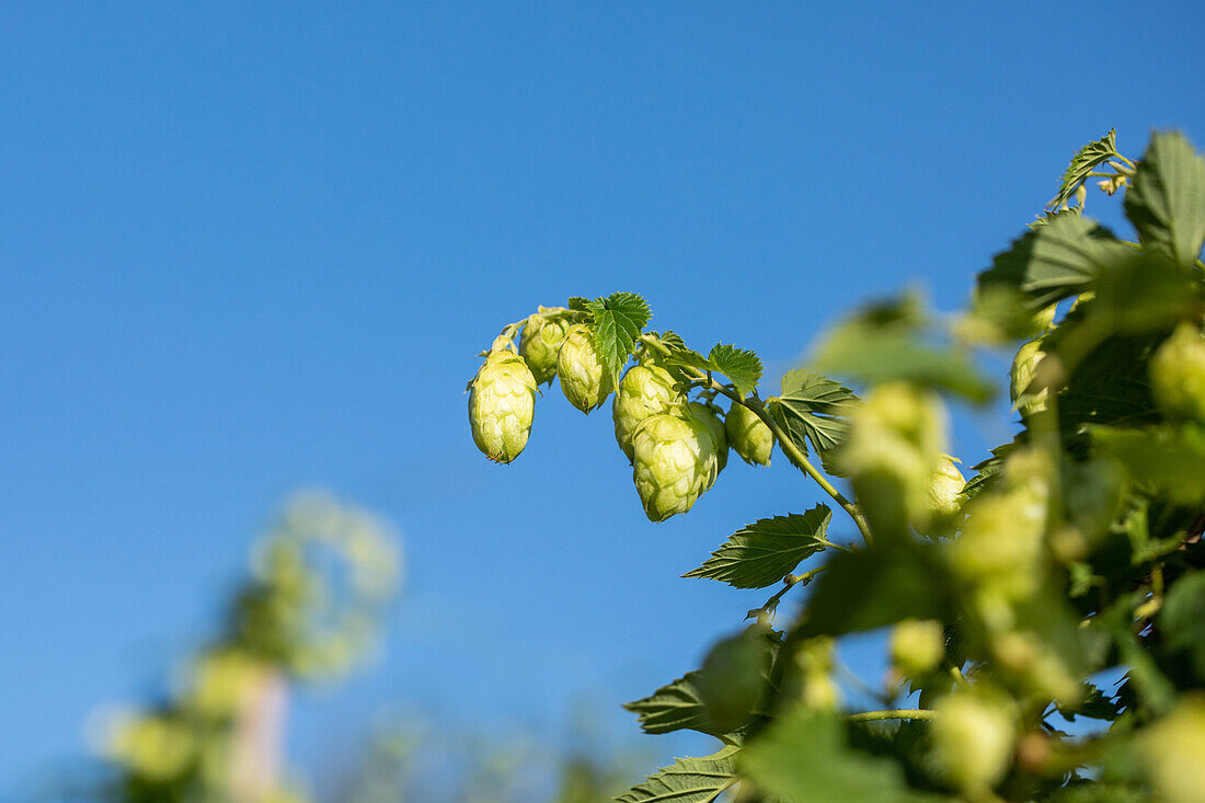 Humulus lupulus