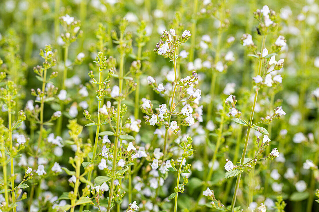 Calamintha nepeta 'Triumphator'