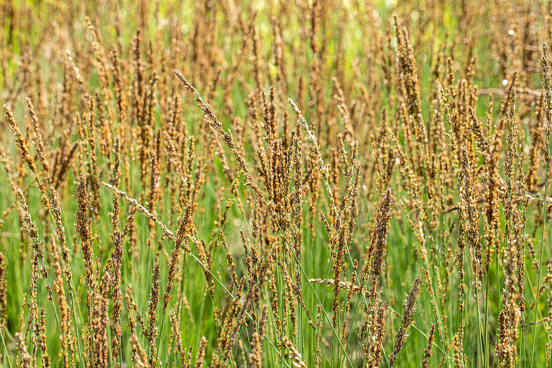 Molinia caerulea 'Moorhexe'