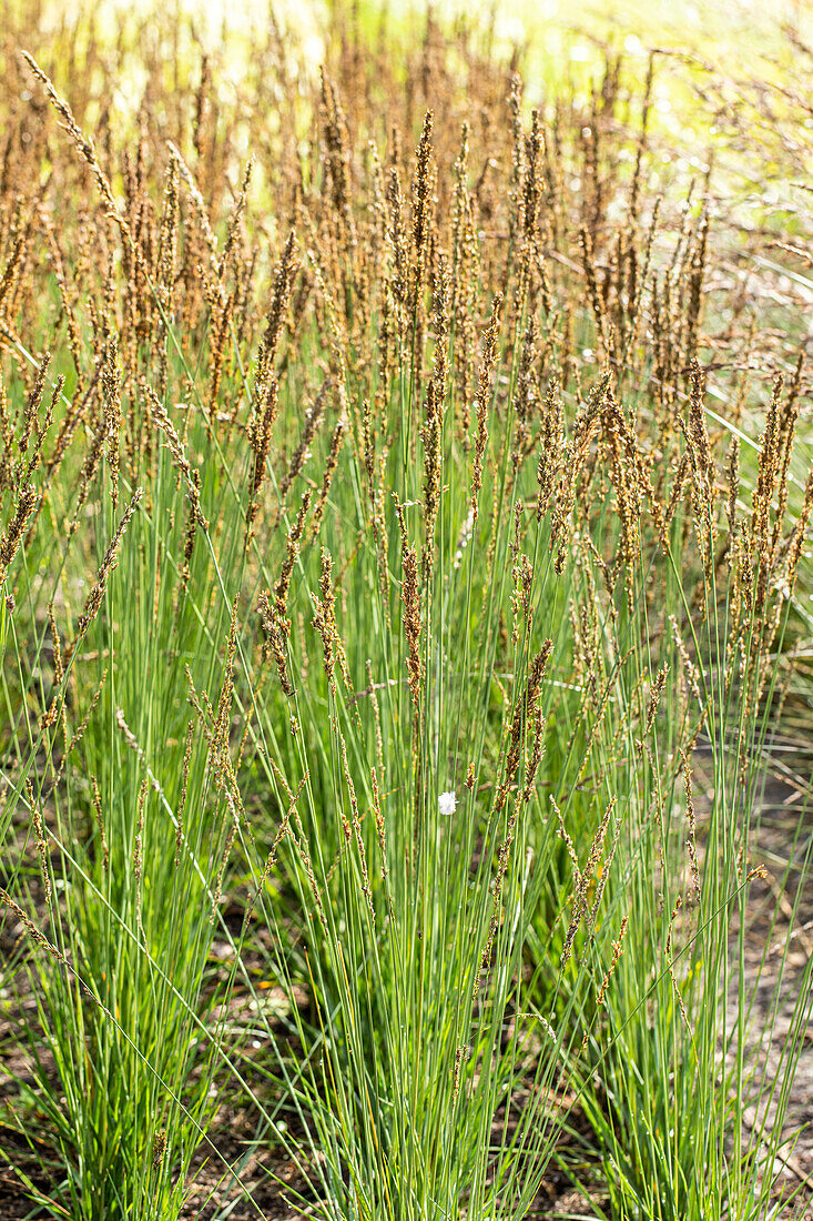 Molinia caerulea 'Moorhexe'