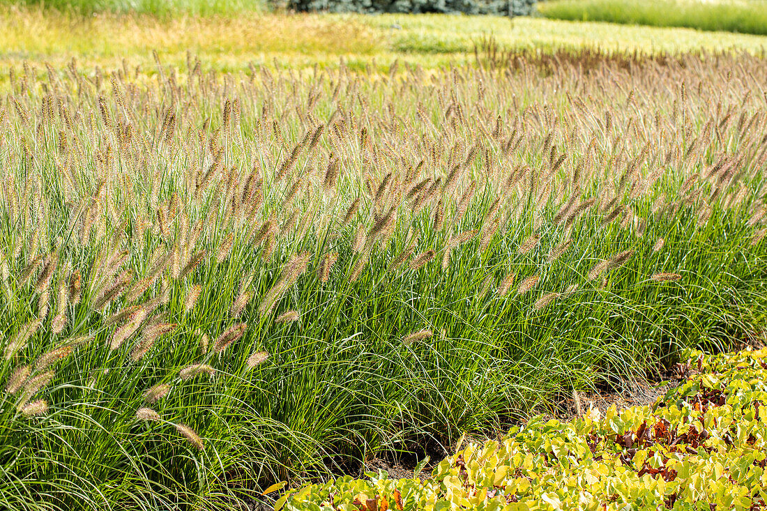 Pennisetum alopecuroides 'Hamelin