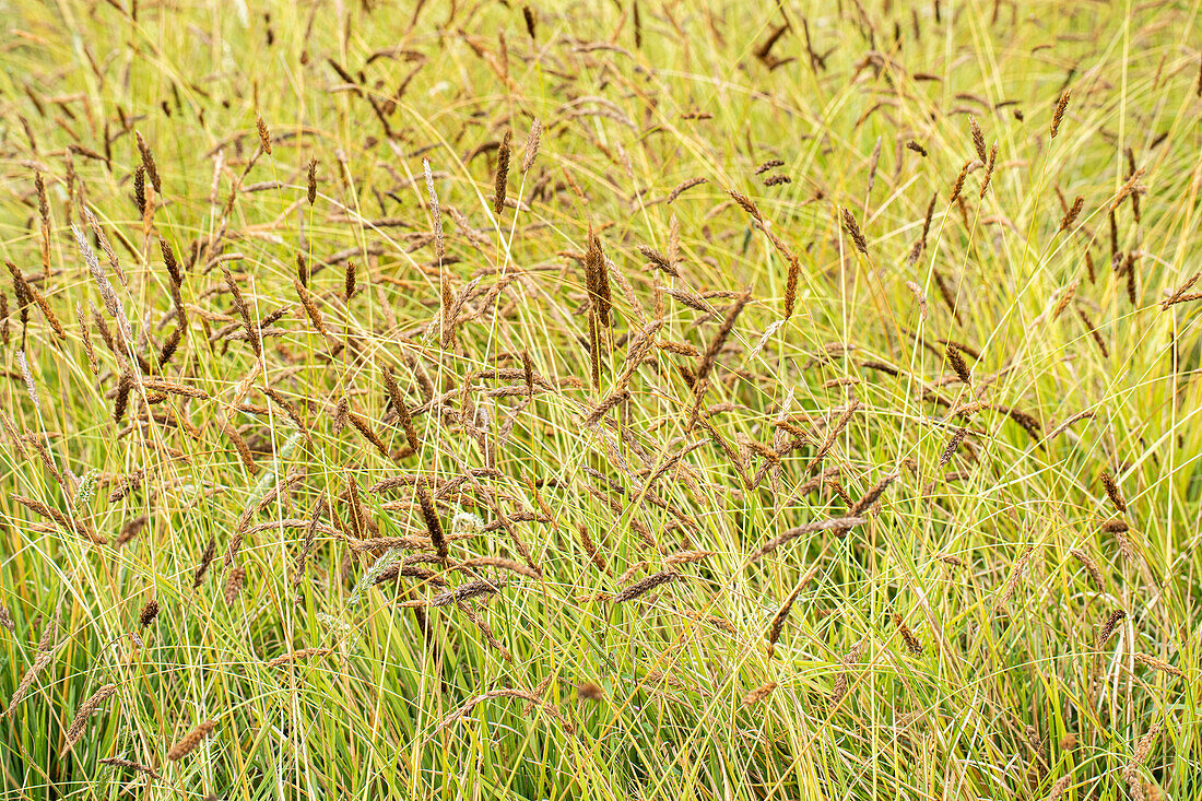 Sesleria nitida