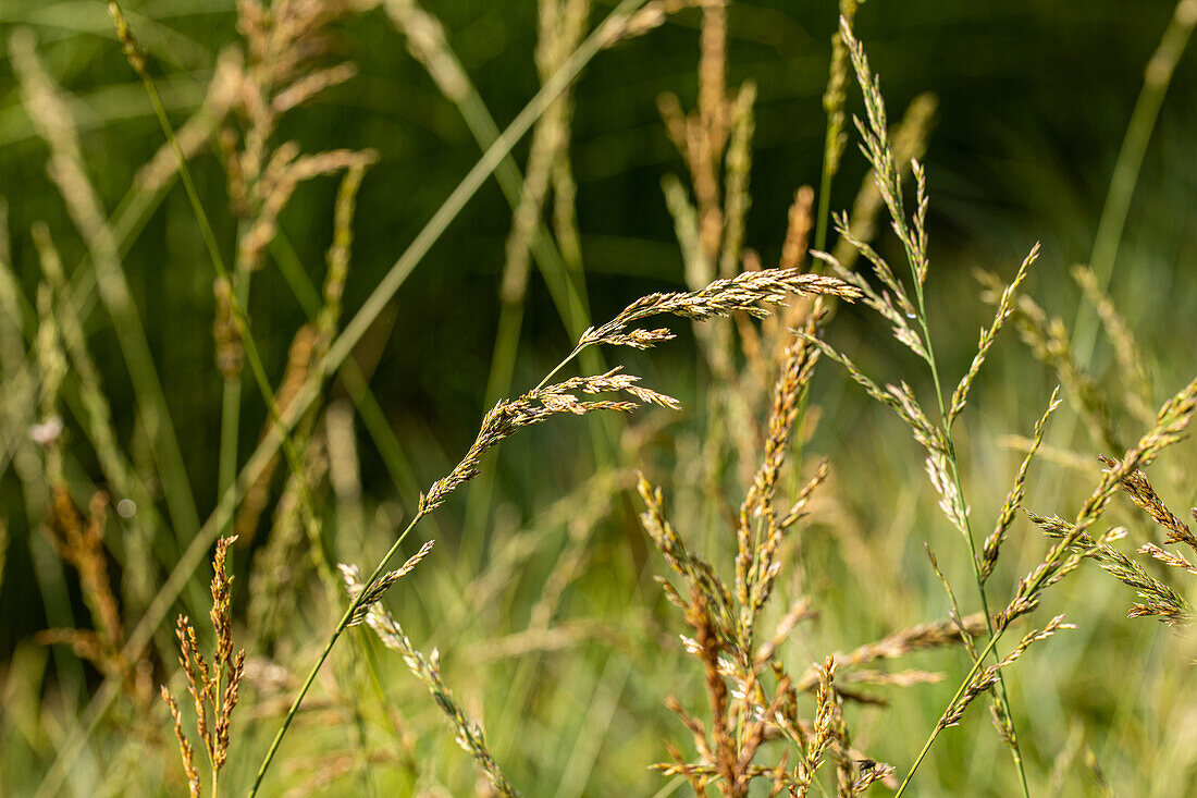 Molinia arundinacea 'Wind chimes'.