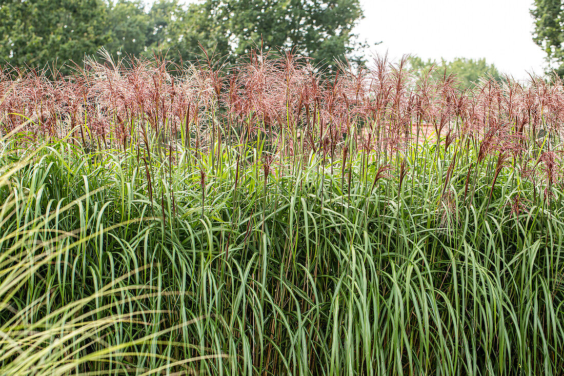 Miscanthus sinensis 'Red Silver' Miscanthus sinensis