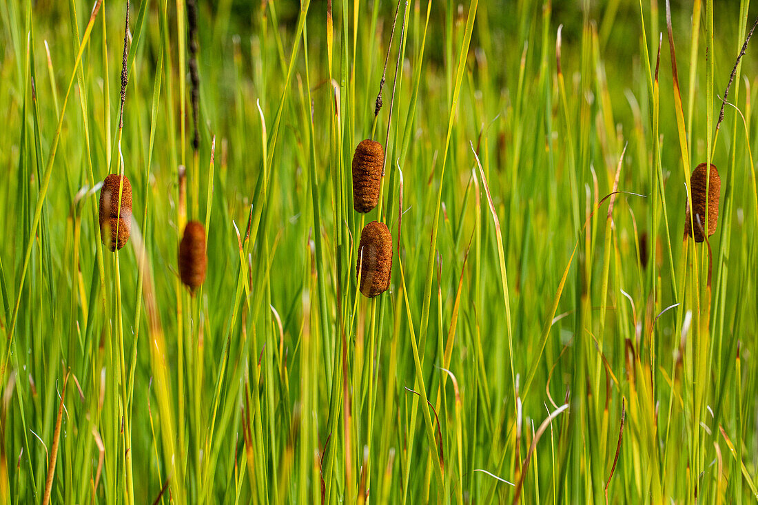 Typha laxmannii