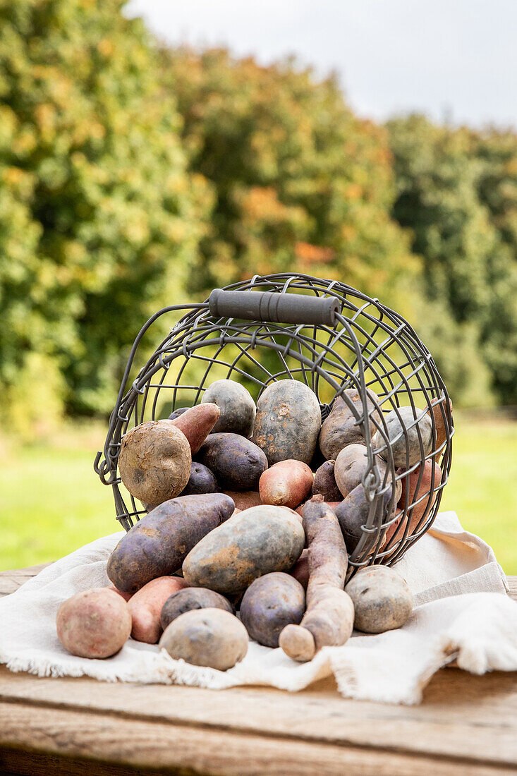 verschiedene Sorten Kartoffeln 