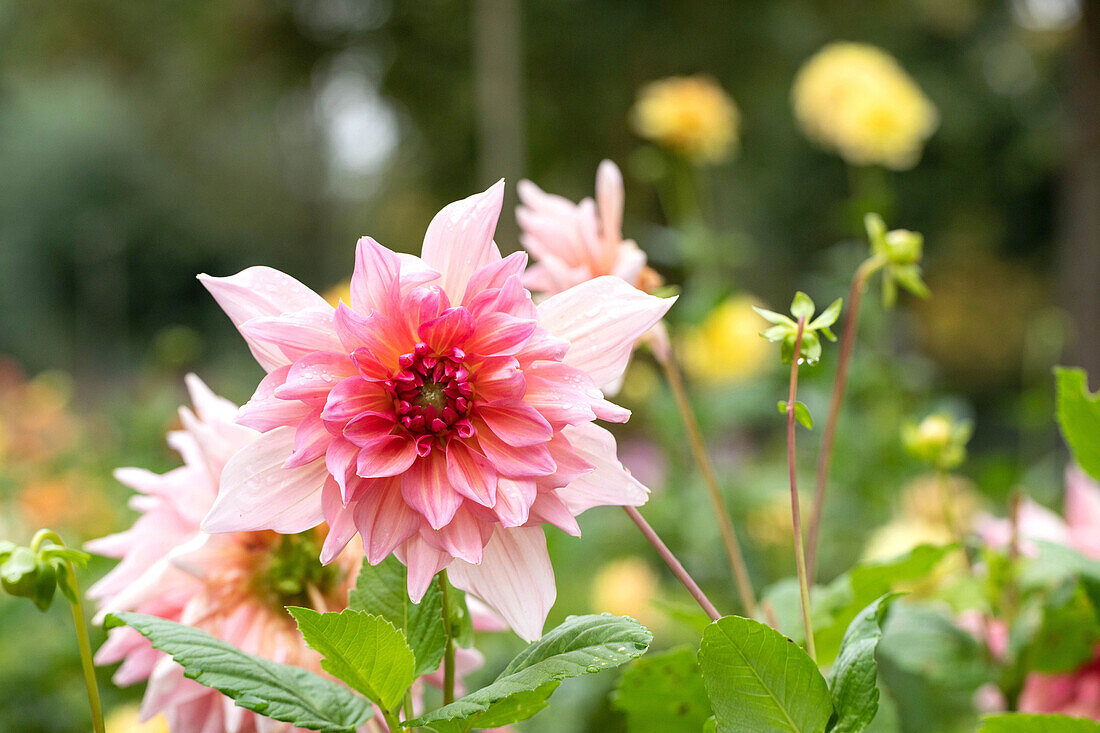 Dahlia 'Otto`s Thrill'