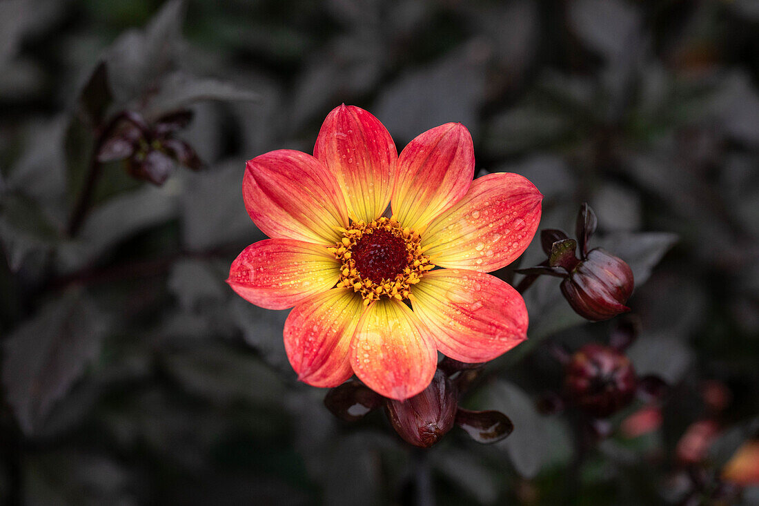 Dahlia 