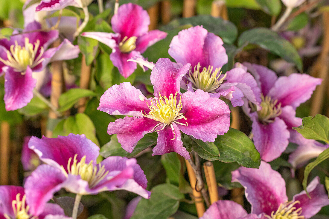 Clematis 'Piilu