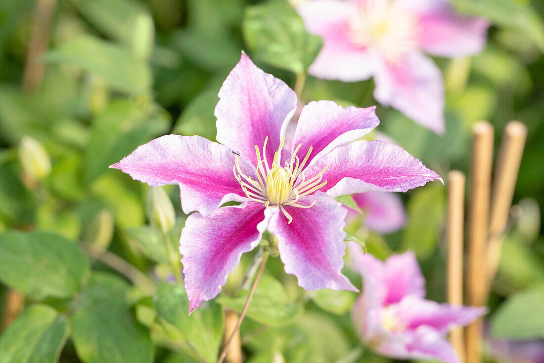 Clematis, pink