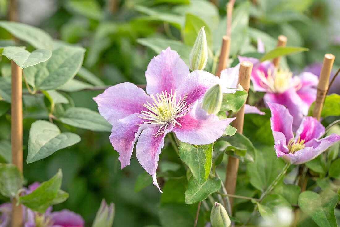 Clematis, rosa