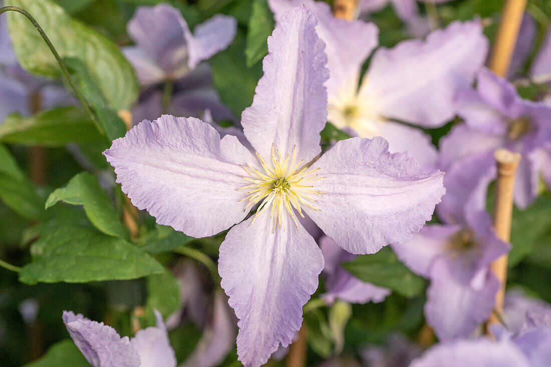 Clematis viticella 'Blue Angel'