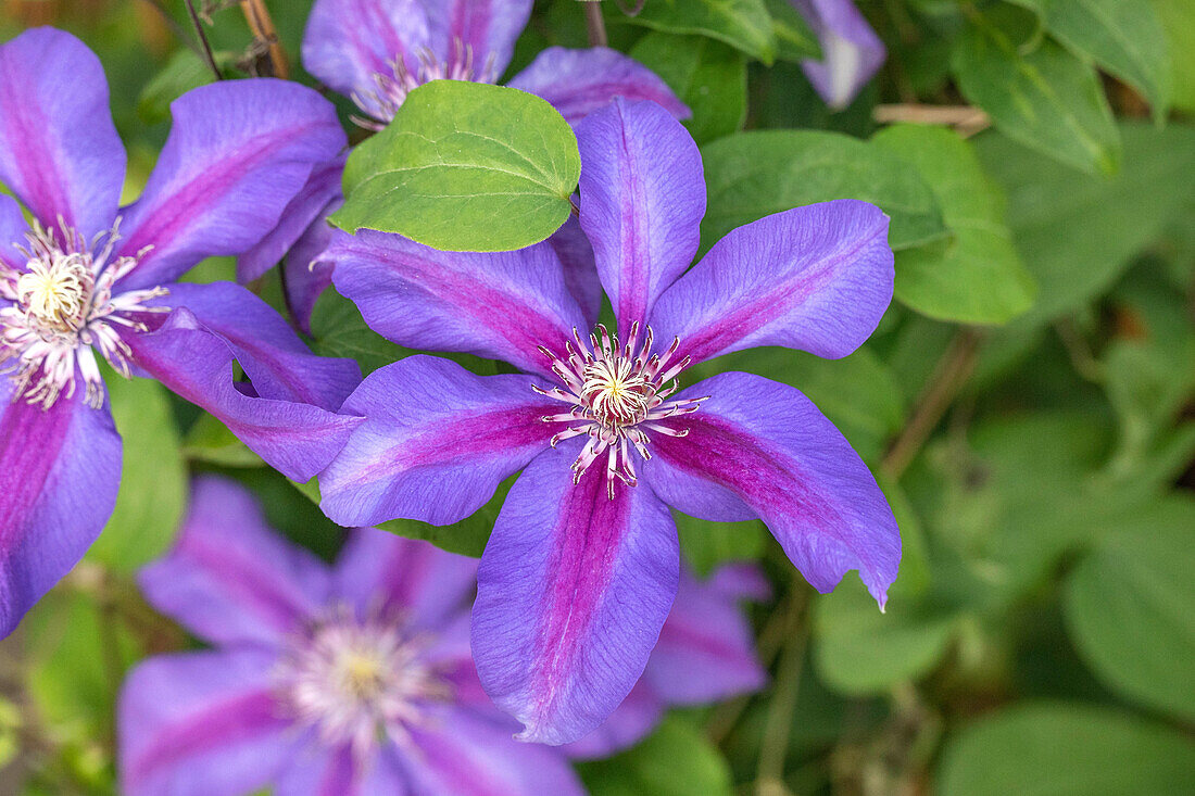 Clematis 'Mrs N. Thompson'