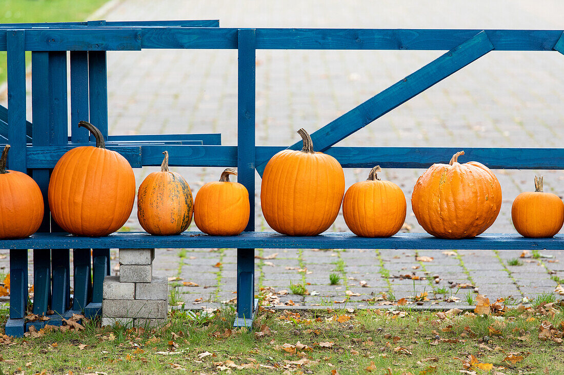 Pumpkins lined up