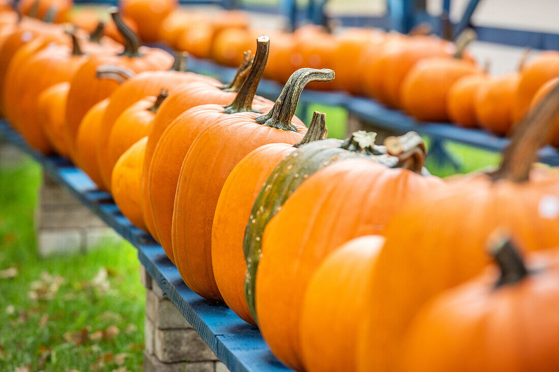 Pumpkins lined up