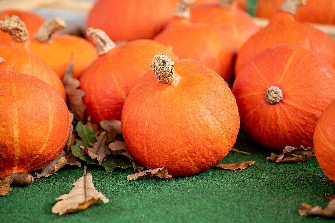 Cucurbita pepo 'Hokkaido'