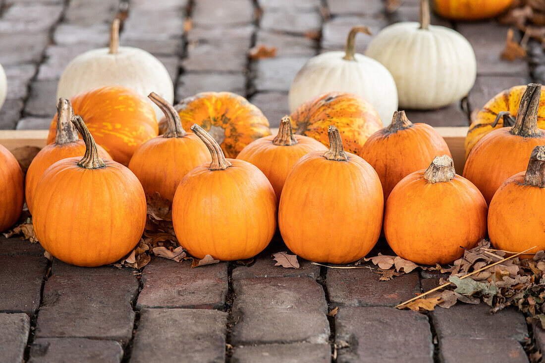 Cucurbita pepo 'Jack O'Lantern'.