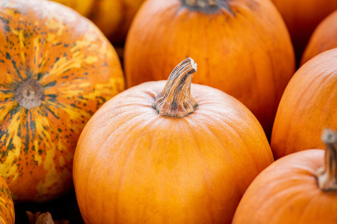 Cucurbita pepo 'Jack O´Lantern'