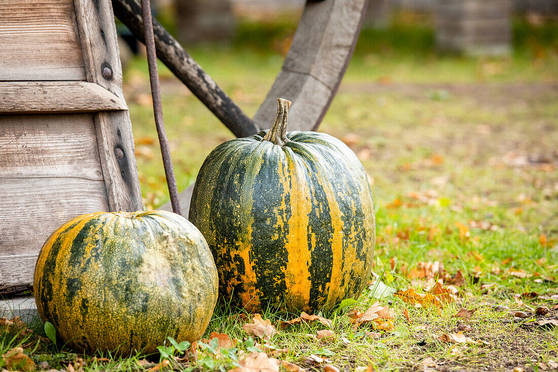 Kürbisse im Garten