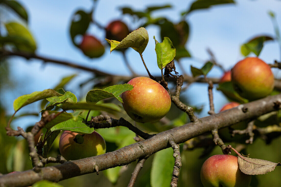 Malus 'Green Winter Stettiner