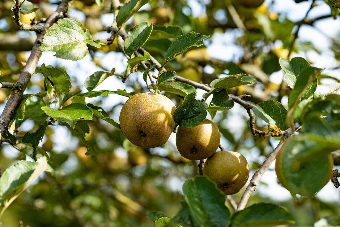 Malus domestica 'Graue Kanadarenette'