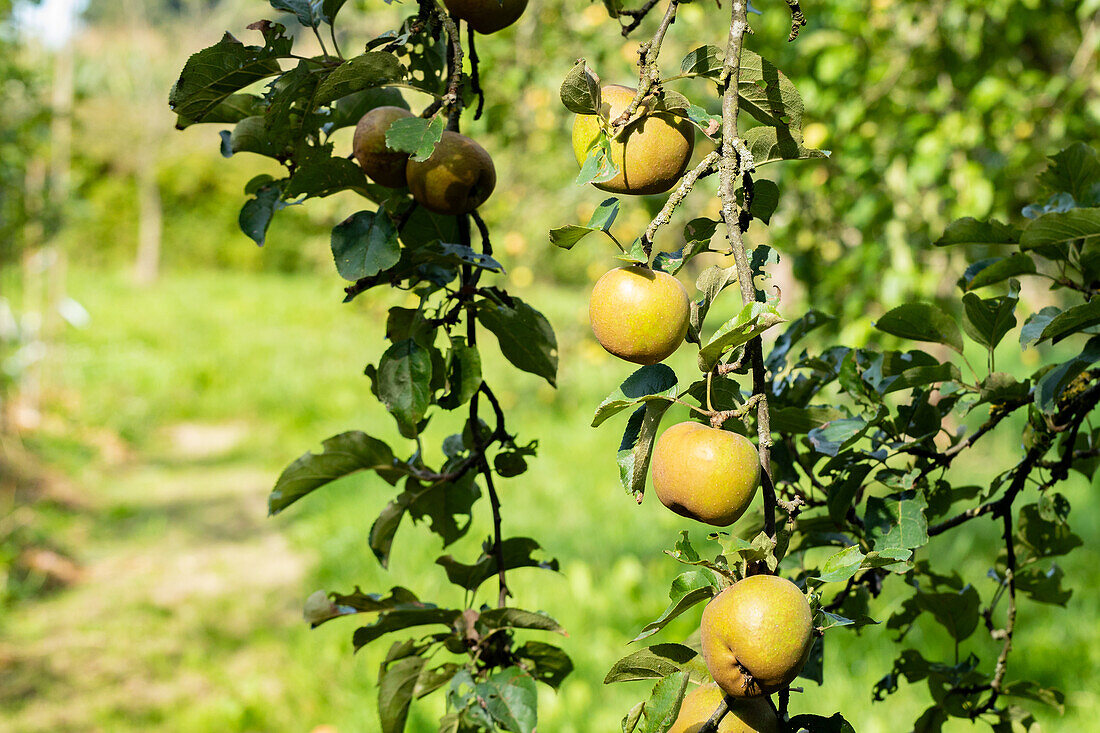 Malus 'Gristinette Pit red yellow