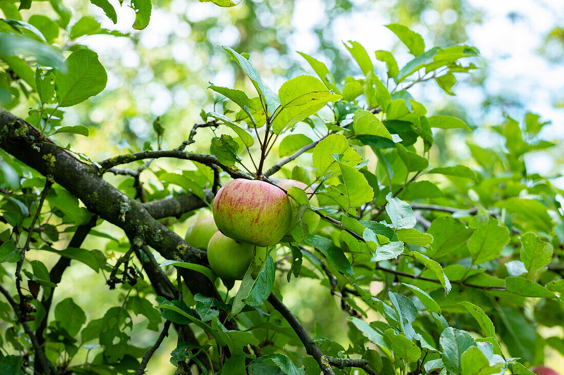 Malus 'Blenheim