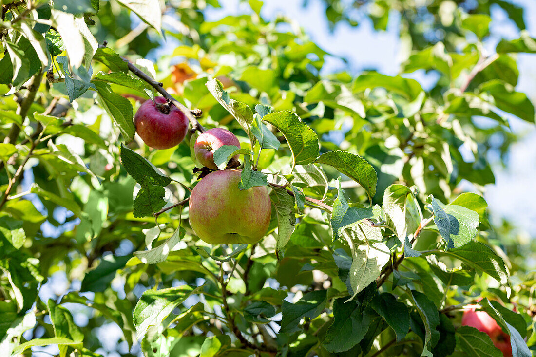 Malus domestica 'Ruhm von Kirchwerder' (Glory of Kirchwerder)