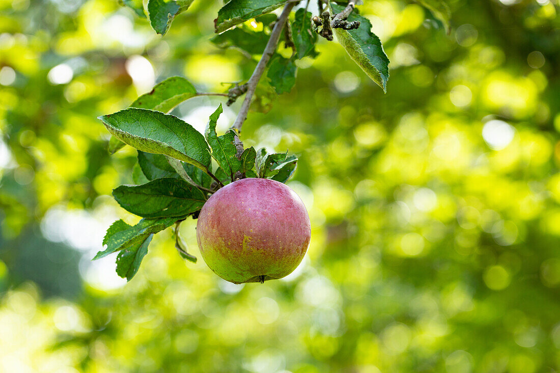 Malus 'Red iron apple