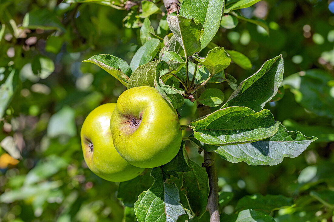 Malus domestica 'Seestermüher Zitronenapfel'