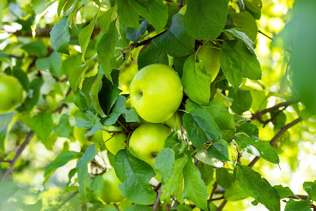 Malus 'Mill apple